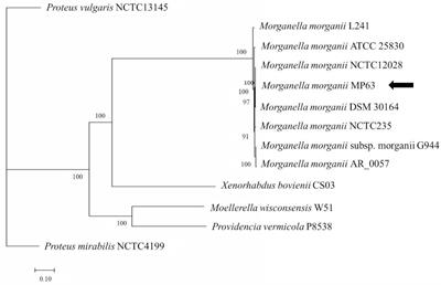 Glabridin inhibited the spread of polymyxin-resistant Enterobacterium carrying ICEMmoMP63